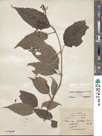 Viburnum mullaha image