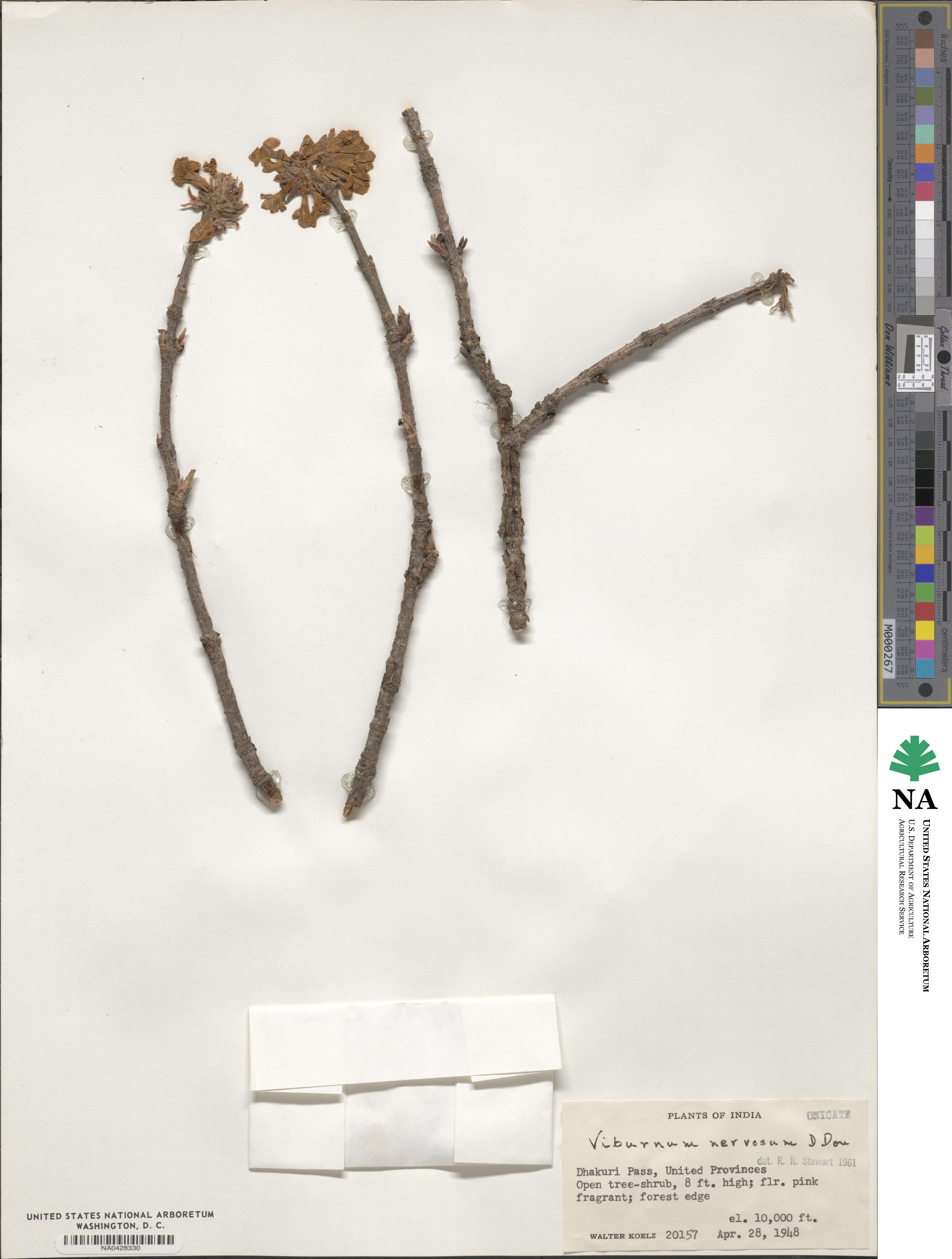 Viburnum nervosum image