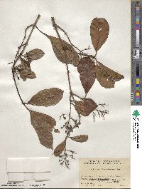 Viburnum odoratissimum image