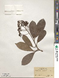 Viburnum odoratissimum image