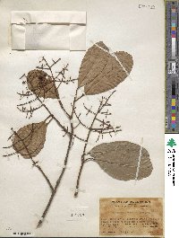 Viburnum odoratissimum image