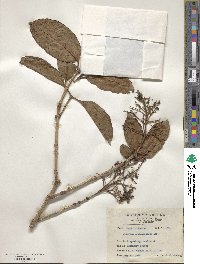 Viburnum odoratissimum image