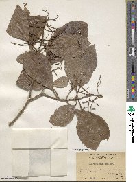 Viburnum odoratissimum image