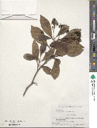 Viburnum odoratissimum image