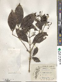 Viburnum odoratissimum image