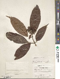 Viburnum odoratissimum image