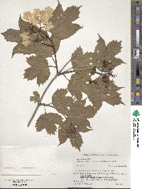 Viburnum sargentii image