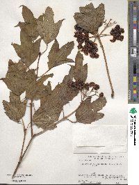 Viburnum sargentii image