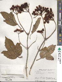 Viburnum sargentii image