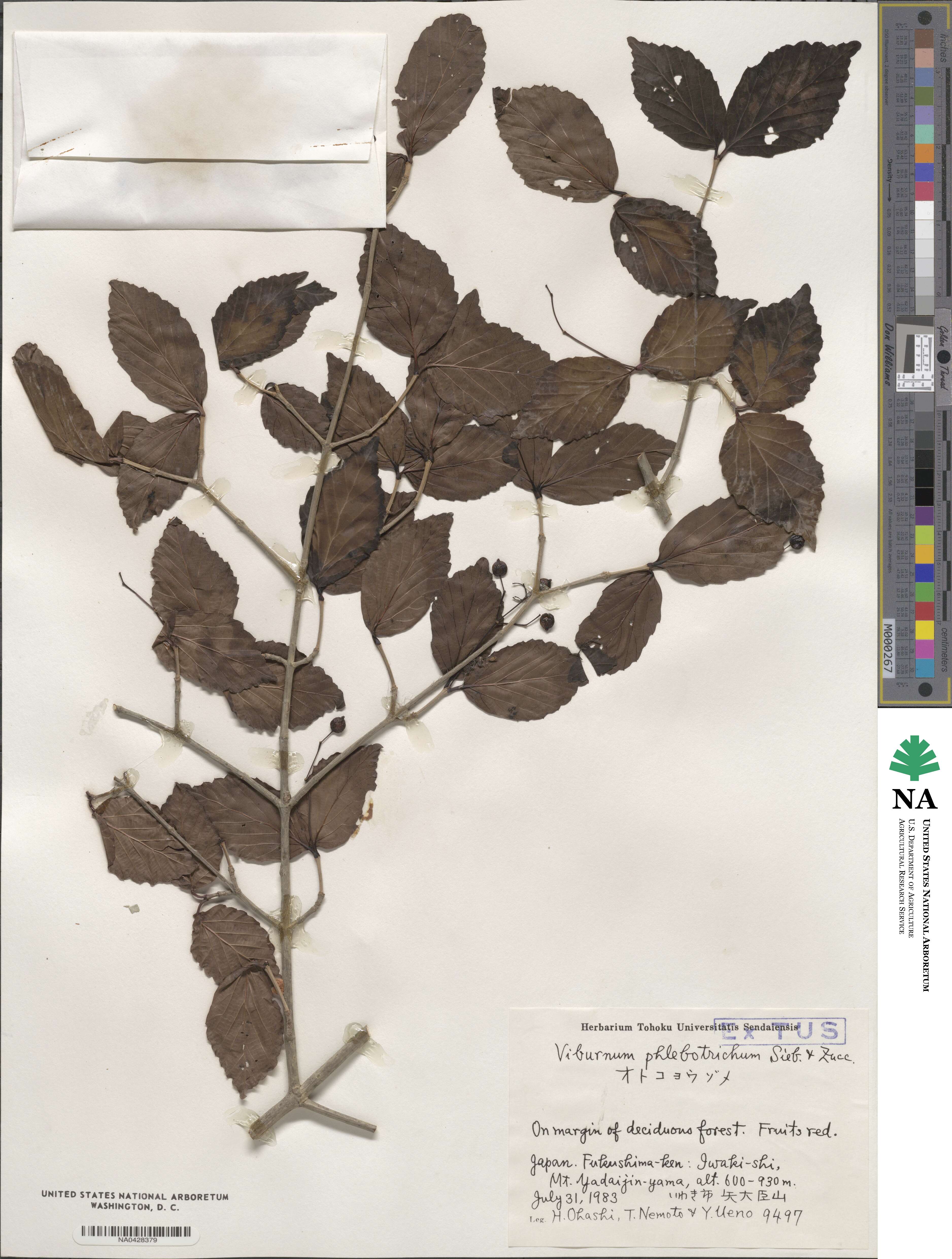 Viburnum phlebotrichum image
