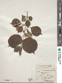 Viburnum plicatum var. tomentosum image