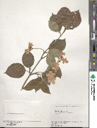 Viburnum plicatum var. tomentosum image