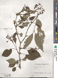 Viburnum plicatum var. tomentosum image