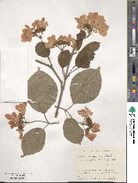 Viburnum plicatum image