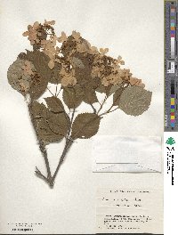 Viburnum plicatum var. tomentosum image