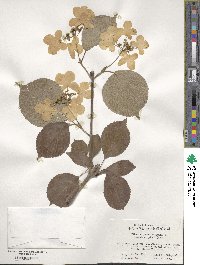 Viburnum plicatum var. tomentosum image