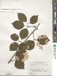 Viburnum plicatum var. tomentosum image