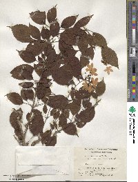 Viburnum plicatum var. tomentosum image