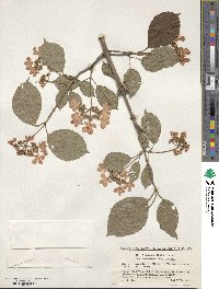 Viburnum plicatum var. tomentosum image