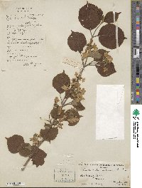 Viburnum plicatum var. tomentosum image