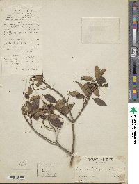 Viburnum propinquum image