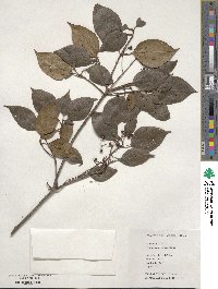 Viburnum propinquum image