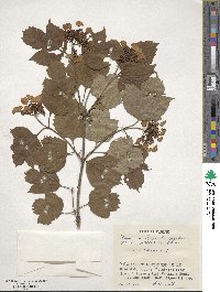 Viburnum sargentii image