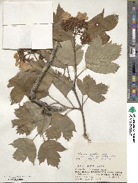 Viburnum sargentii image