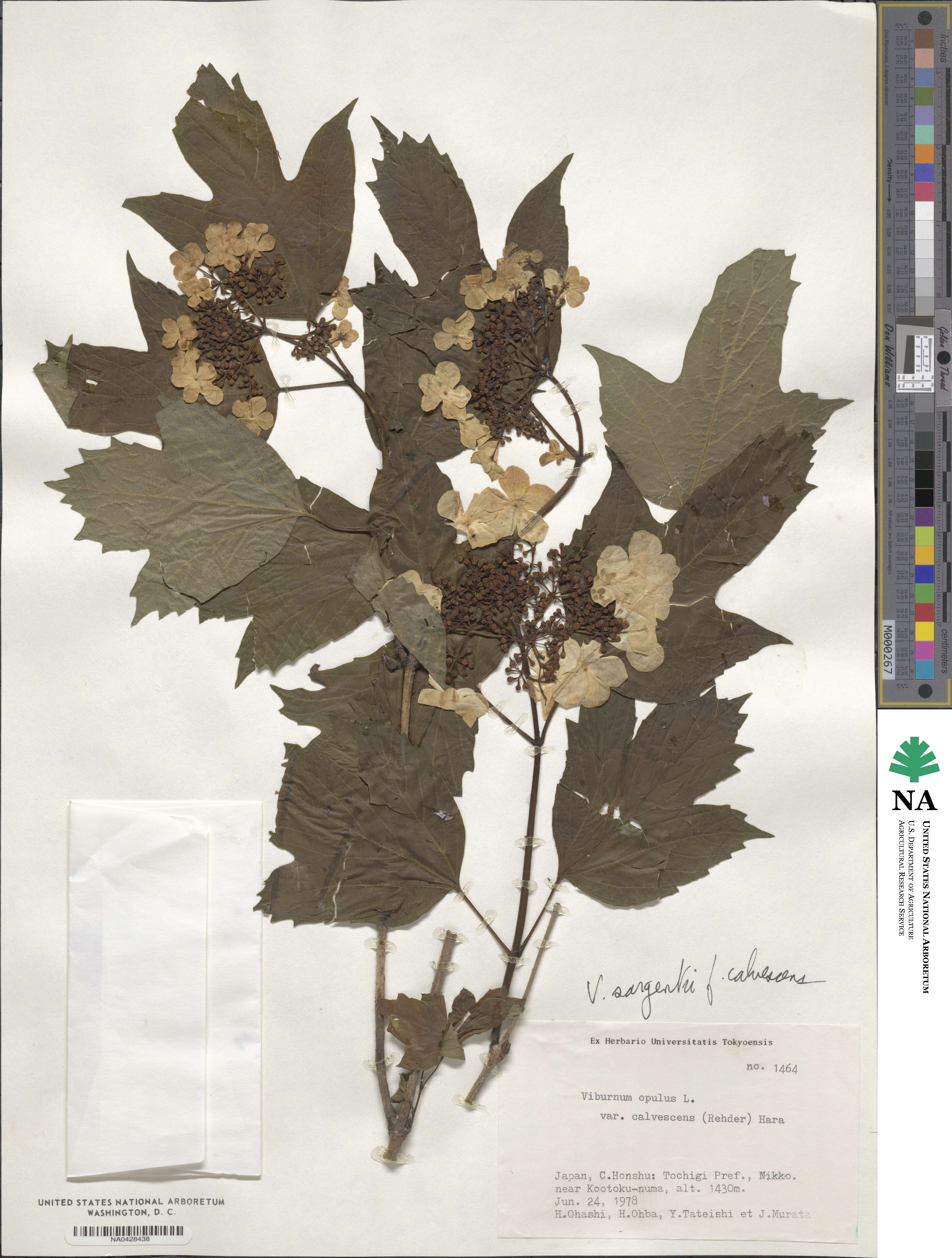 Viburnum sargentii image