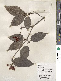 Viburnum setigerum image