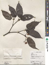 Viburnum setigerum image