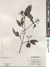 Viburnum setigerum image