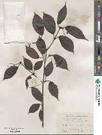 Viburnum setigerum image