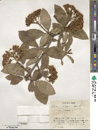 Viburnum sieboldii image