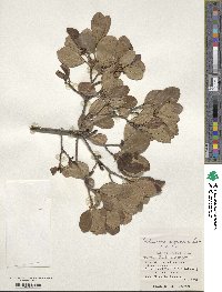 Viburnum suspensum image