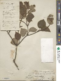 Viburnum sympodiale image