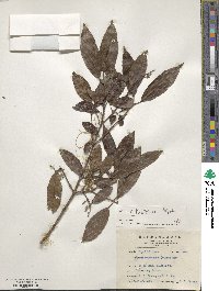 Viburnum taitoense image