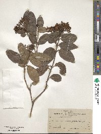 Viburnum tinus image