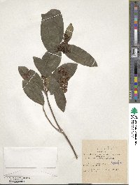 Viburnum tinus image