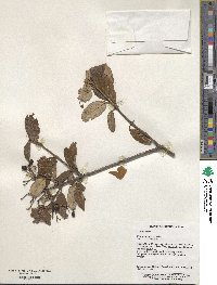 Viburnum utile image