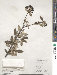 Viburnum utile image