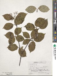 Viburnum wrightii image