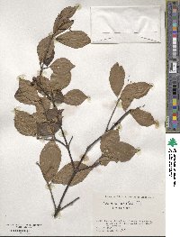 Viburnum wrightii image