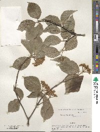 Viburnum wrightii image