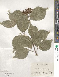 Viburnum wrightii image