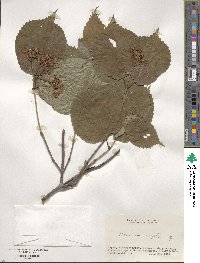 Viburnum wrightii image