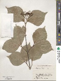 Viburnum wrightii image