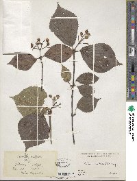 Viburnum wrightii image