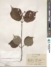 Viburnum wrightii image