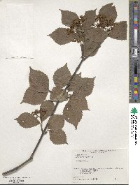 Viburnum wrightii image